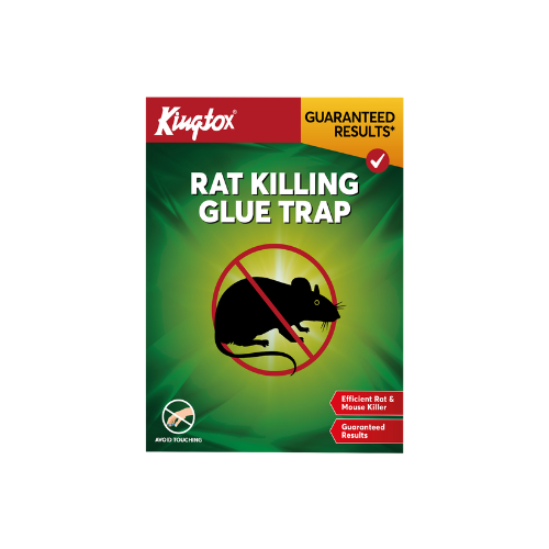 Rat Killing Glue Trap